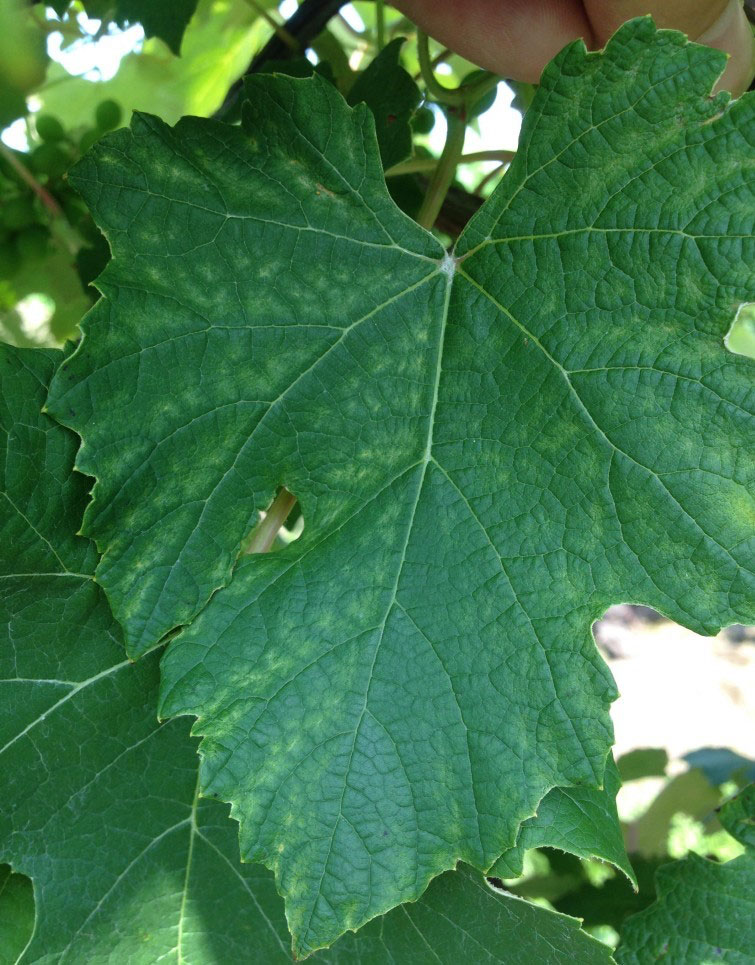 Vine leaf showing Manganese deficiency