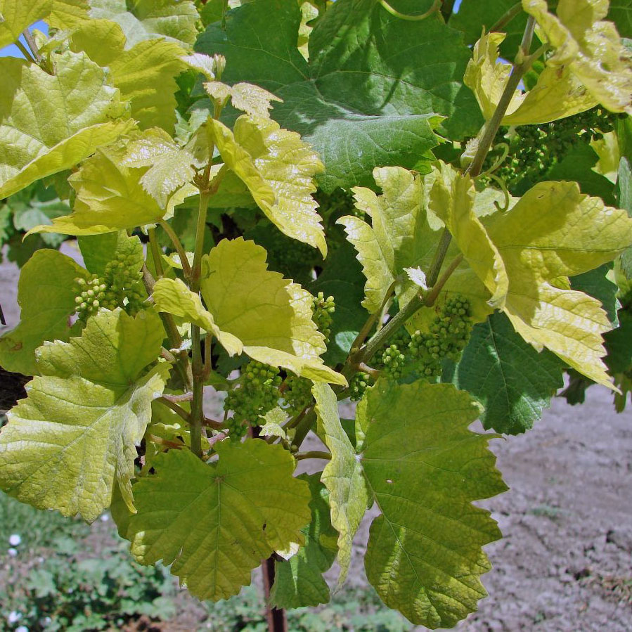 vine with Iron deficiency